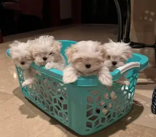 06, Pure White Breed Maltese
