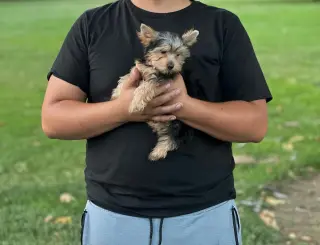 Male and Female Teacup Yorkie Puppies