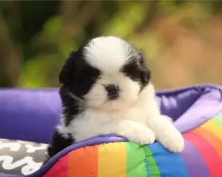 Adorable Cachorro Shih Tzu en Venta