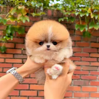 Adorable Pomeranian Puppy for Sale