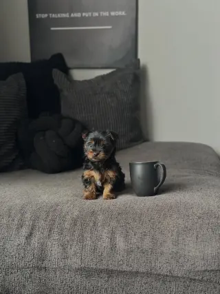 Teacup Yorkie puppies for adoption