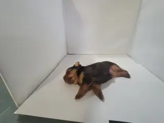 Yorkie small puppys