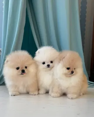 Adorables Cachorros Pomerania en Venta
