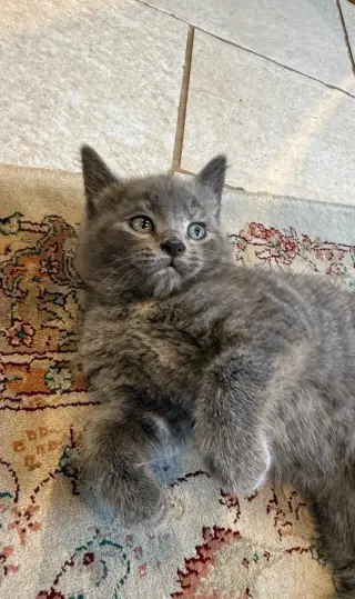 Dos gatitas y dos gatitos de raza British Shorthair.
