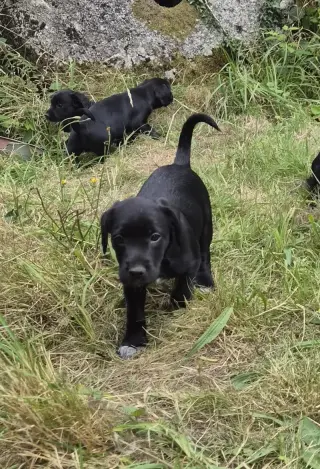Adorable Black Labrador Puppies for Sale