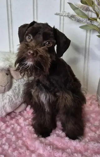 SCHNAUZER PATICOAT FLUFFIES