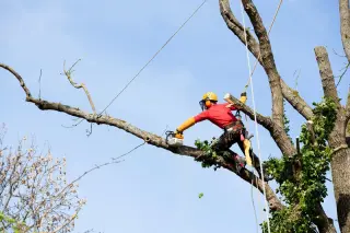 poda de árboles