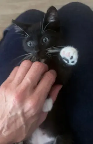 HERMOSOS GATITOS EN BUSCA DE HOGAR