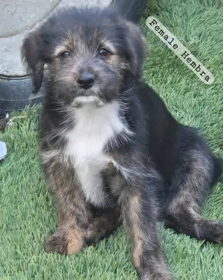 Cachorros en adopción $50