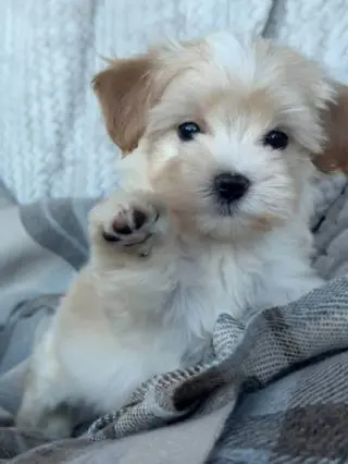Adorable male puppy