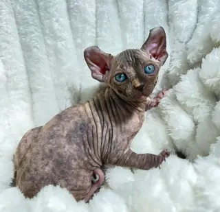 Beautiful sphynx kitten