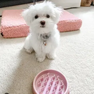 Adorable cachorros de Maltes