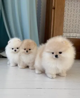 Adorables Cachorros Pomerania en Venta