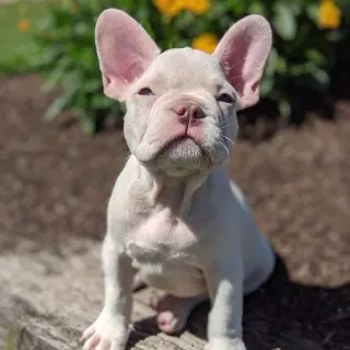 French bulldog puppies available for adoption