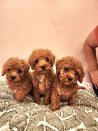 Mini Goldendoodles disponibles