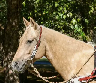 Horse for sale