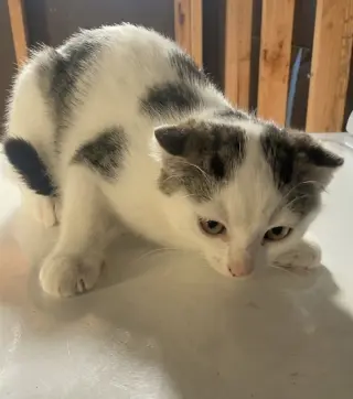 Adorables Gatitos en Adopción