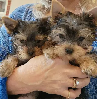 Adorable Yorkshire Terrier Puppies for Sale