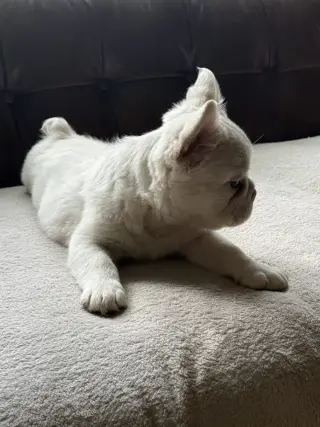 Cachorros Frenchie mullidos, dulces y burbujeantes