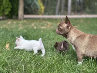 Adorables Cachorros Chihuahua en Venta