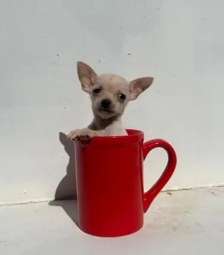 Adorable Cachorro Chihuahua en Venta