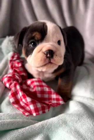 Adorable Cachorro Bulldog Inglés en Venta