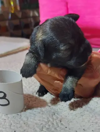 Miniature schnauzer puppies