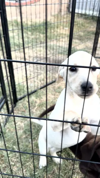 Labrador Retriever Puppys