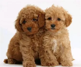 Adorable Cachorros de Caniche