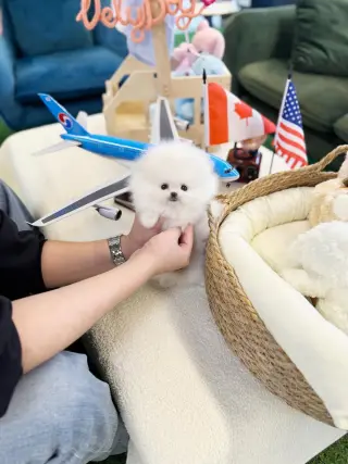 Pomeranian puppies
