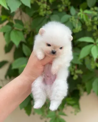 AKC registered Pomeranian puppies for sale