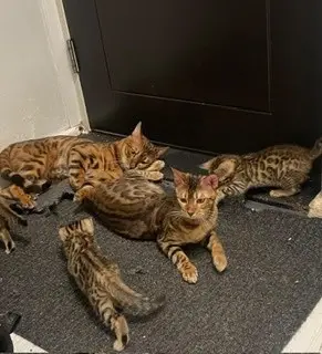 Preciosos gatitos bengalíes marrones