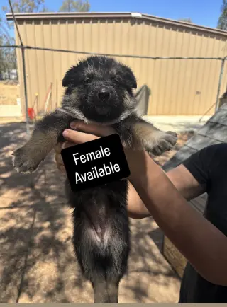 Cachorros que buscan amorosos para siempre
