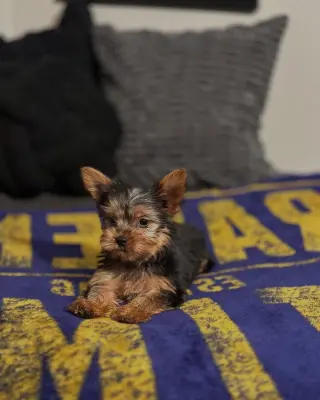 Teacup Yorkie puppies for adoption
