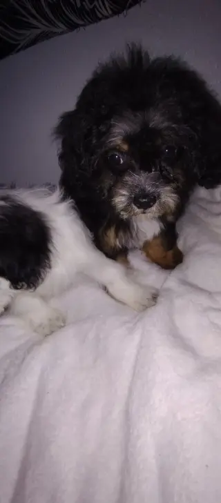 Perritos Mini Poodle y Terrier