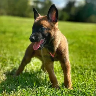 Belgian puppies for sale