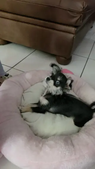Perrita chizer negrita