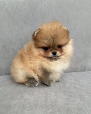 Hermoso Cachorro Pomerania en Venta