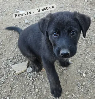 Cachorros en adopción $50