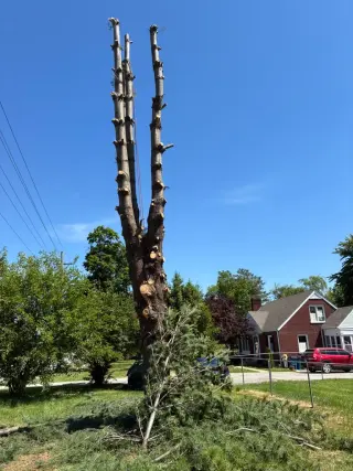 Benigno Perez Tree Services