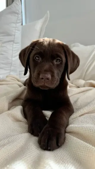 Healthy Labrador Retriever for Adoption/Sale