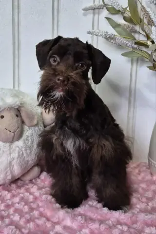 SCHNAUZER PATICOAT FLUFFIES