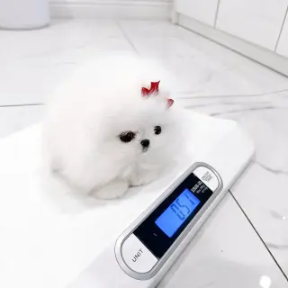 Joyful teacup Pomeranian puppies