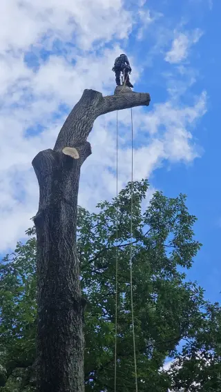 Tree Services