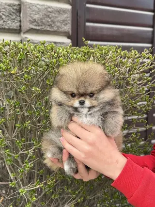 Adorable Cachorro Pomerania en Venta