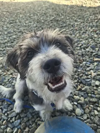 Perrito para adoptarlo