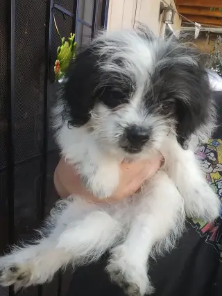 Perritos Mini Poodle y Terrier