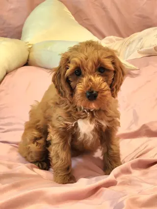 Mini Goldendoodles