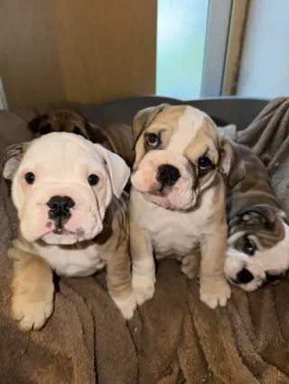 Adorable English Bulldog Puppies for Sale