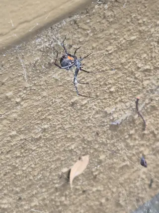 Fumigacion contra cucarachas . Mosquitos. Termitas. Ratas. Ratones. Arañas